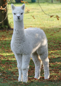 Portrait of sheep standing on field