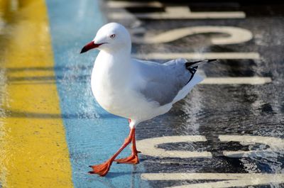 Seagull on street