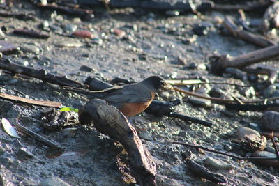 High angle view of bird perching on land