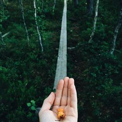 Cropped image of hand holding berries in forest
