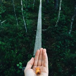 Trees in forest