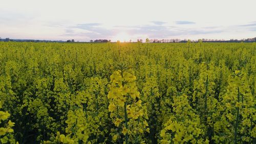 Scenic view of oilseed rape field against sky