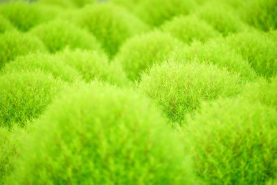 Full frame shot of fresh green plants