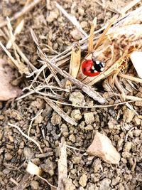 High angle view of ladybug on ground