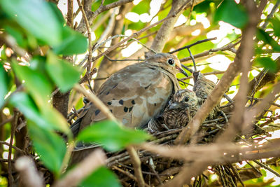 Close-up of bird perching on tree