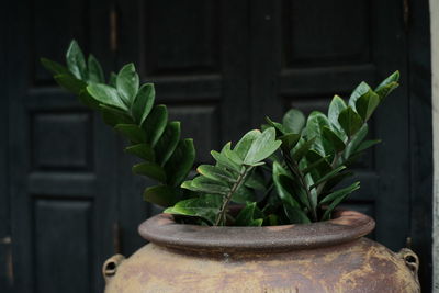 Close-up of potted plant