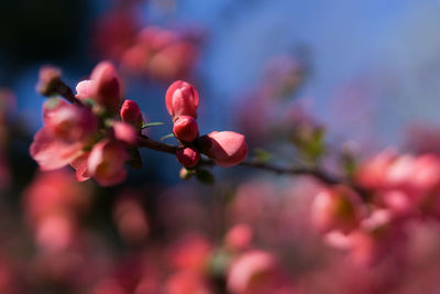 Close-up of pink flowers