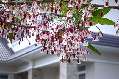 Low angle view of pink flowering plant against building