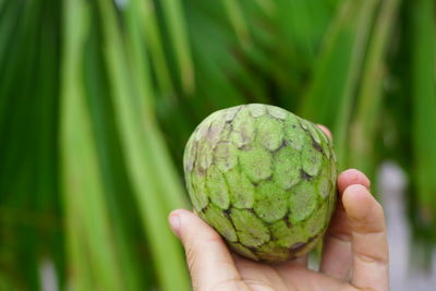 Close-up of hand holding fruit