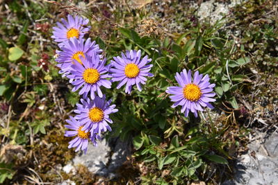 High angle view of purple flowering plants on field