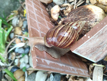 Close-up of snail on wood