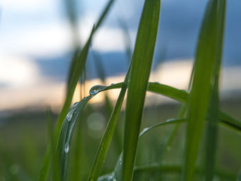 Close-up of caterpillar on grass