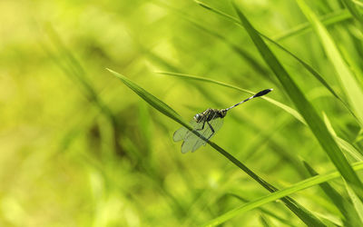 Close-up of butterfly on grass