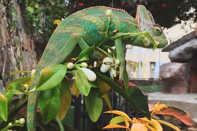 Close-up of lizard on tree