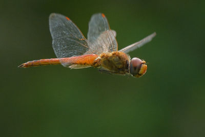 Close-up of insect