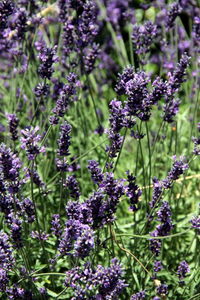 Close-up of purple flowering plants on field