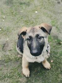 High angle portrait of dog on field