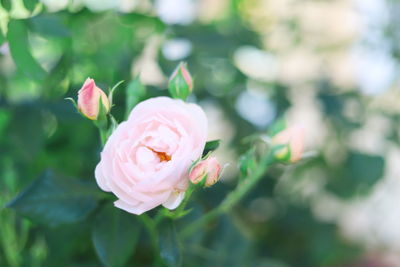 Close-up of pink flower