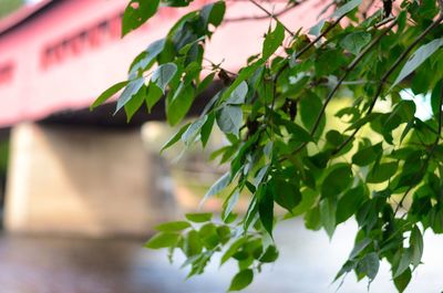 Low angle view of plant growing on tree