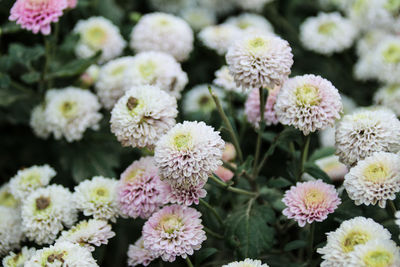 Close-up of flowers blooming outdoors