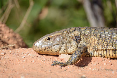 Close-up of lizard on land