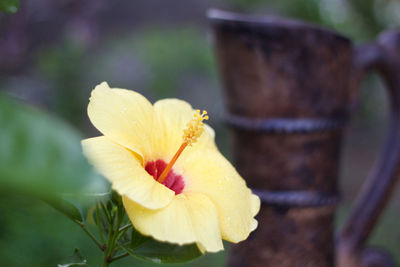 Close-up of yellow flowering plant