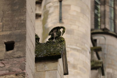 Low angle view of bird perching on statue