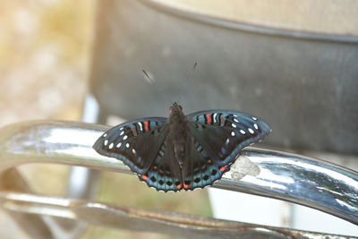 Close-up of butterfly on glass