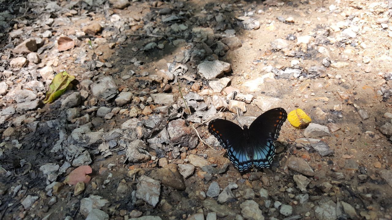 HIGH ANGLE VIEW OF BLACK BIRD PERCHING ON ROCK