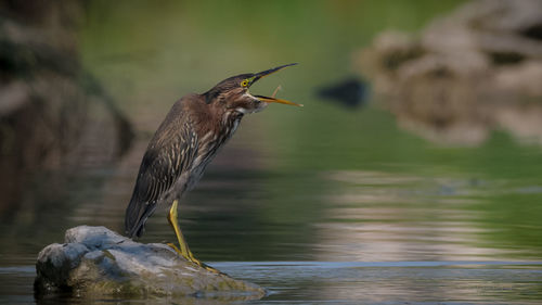 High angle view of gray heron perching on lake