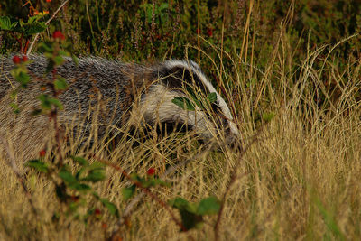 View of an animal on grass