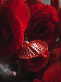 Close-up of red rose