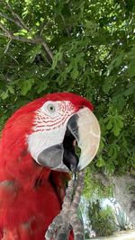 Close-up of bird perching on a tree