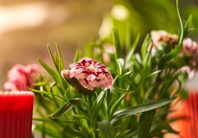 Close-up of pink flowering plant