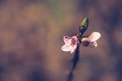 Close-up of flower against blurred background