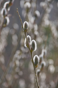 Close-up of white flowering plant