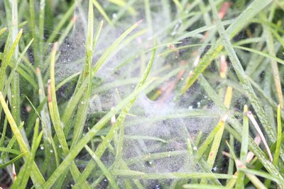 Close-up of water drops on grass