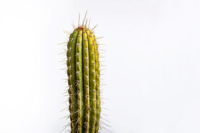 Close-up of cactus plant against sky