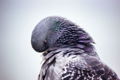 Close-up of pigeon