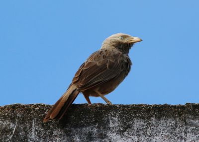 Low angle view of bird perching on rock against sky