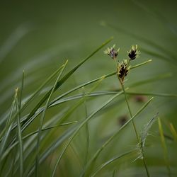Close-up of insect on plant