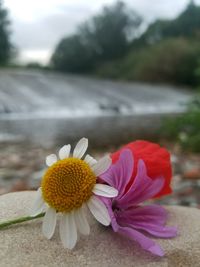 Close-up of flower against blurred background