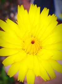 Close-up of yellow flowering plant