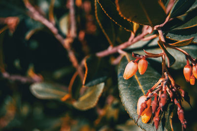 Close-up of fruit growing on tree