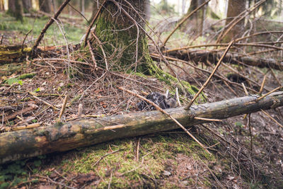 Deer sitting by fallen tree trunk
