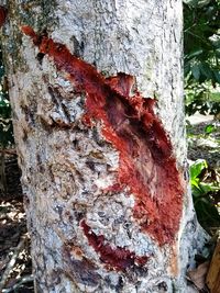 Close-up of tree trunk