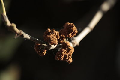 Close-up of flower plant