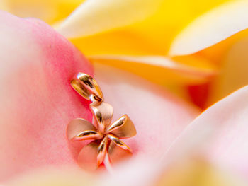 Close-up of yellow flowering plant