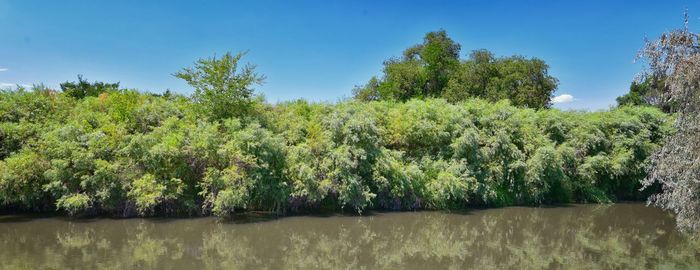 Scenic view of trees by lake against sky