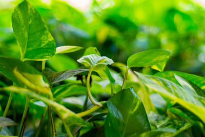 Close-up of green leaves